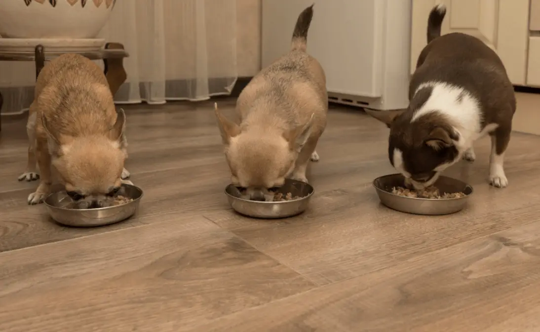 How To Break Dog Food Into Smaller Pieces (8 Easy Methods)