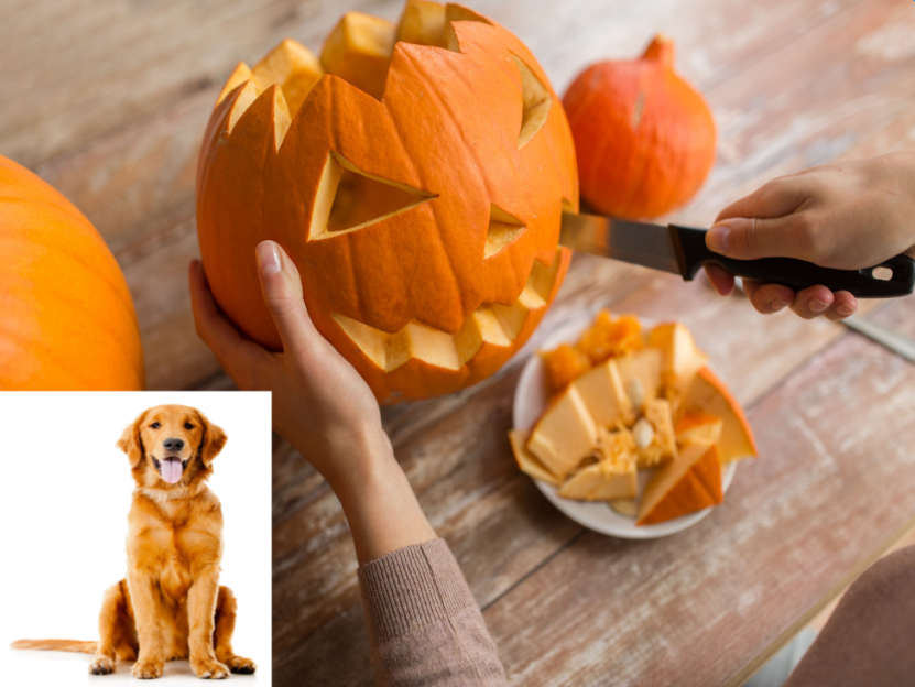 How To Cook Pumpkin For Dogs