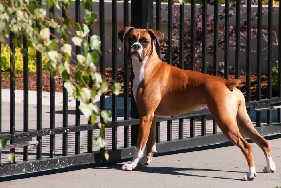 How To Keep Dog In Wrought Iron