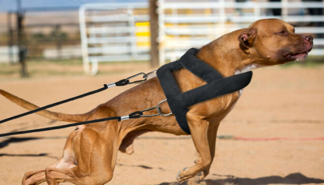 How To Make A Dog Weight Pulling Harness