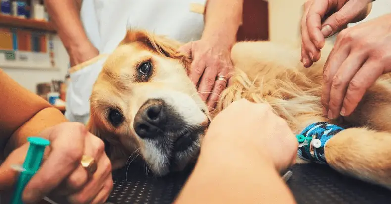 How To Prevent Cancer In Golden Retrievers
