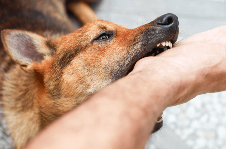How To Stop A Dog From Biting Ankles (7 Easy Tips)