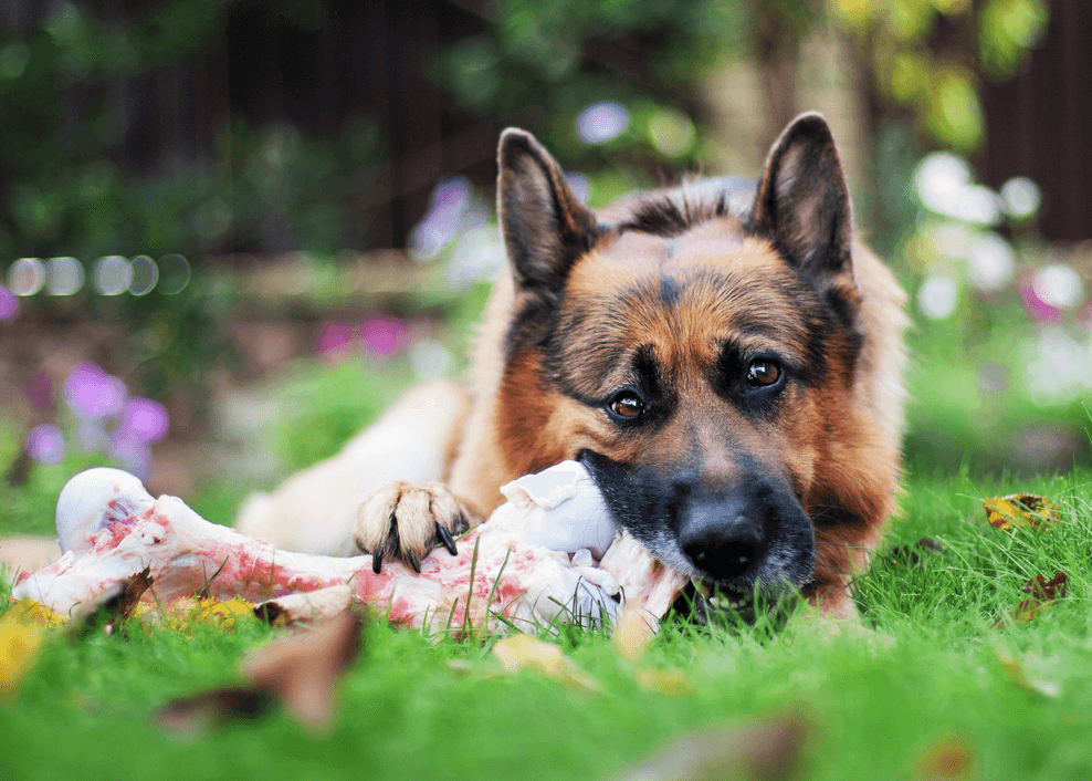 5 Best Bones For Dogs Teeth To Improve Oral Health and Fresh Breath