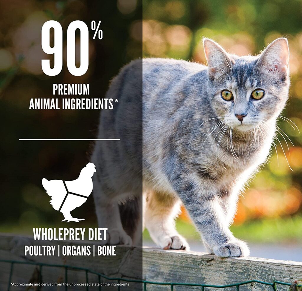 5 Best Cat Food For Ferrets That Suits, Boosts & Thrives