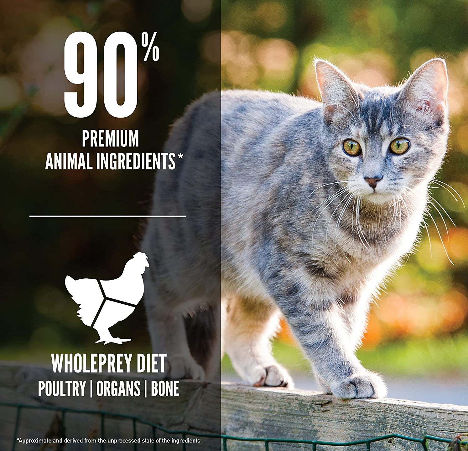 5 Best Cat Food For Ferrets That Suits, Boosts & Thrives