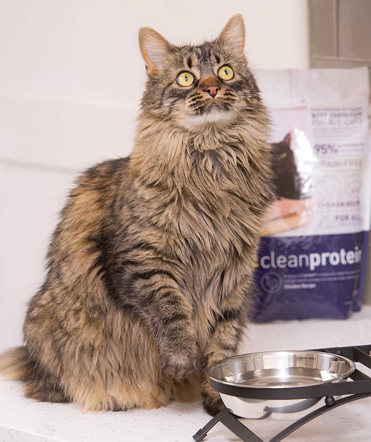 5 Best Cat Food For Ferrets That Suits, Boosts & Thrives