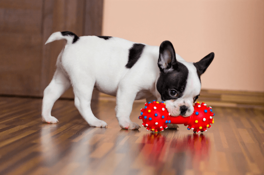 Best Toys For 8 Week Old Puppy