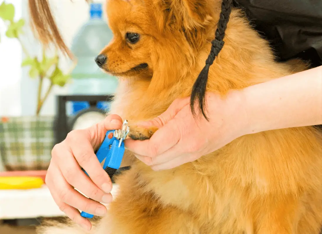 How Much Does It Cost To Sedate A Dog For Nail Trimming