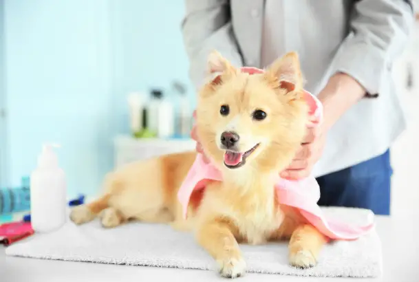 How To Restrain A Dog With A Towel
