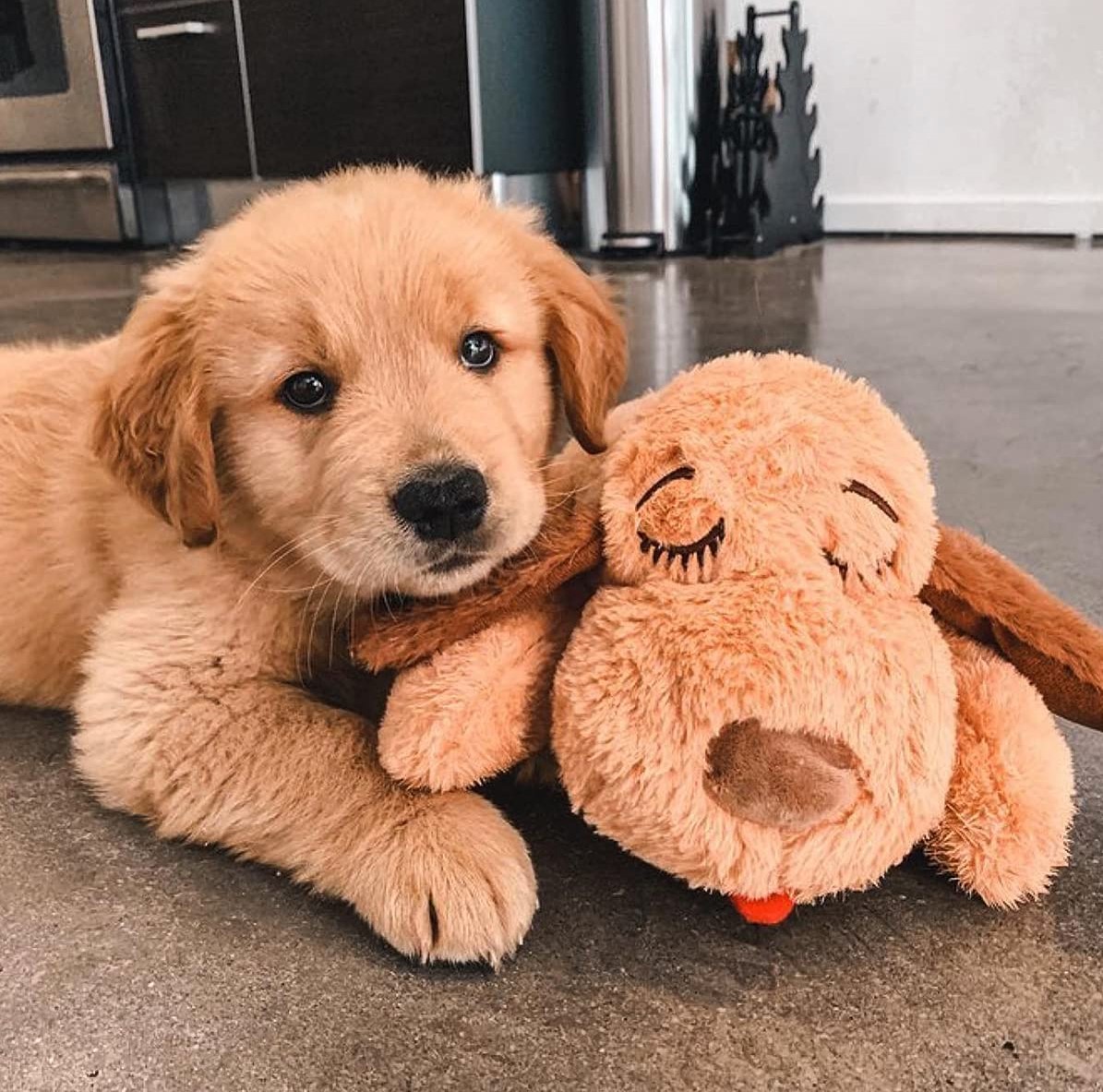 5 Best Toys For 8 Week Old Puppy (Vet