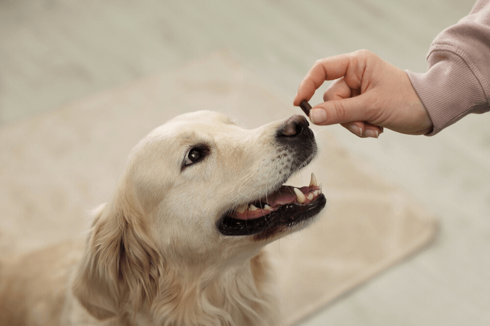 How to Give a Dog a Pill After Dental Surgery