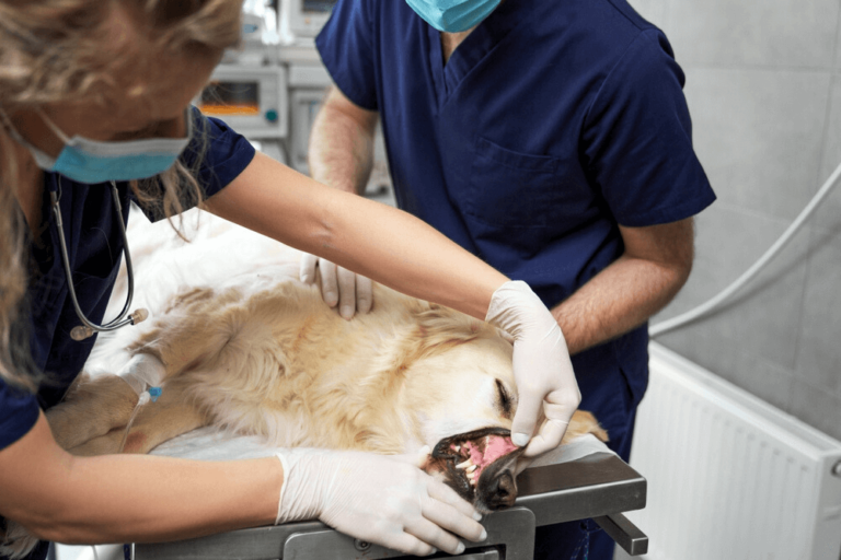 How to Give a Dog a Pill After Dental Surgery