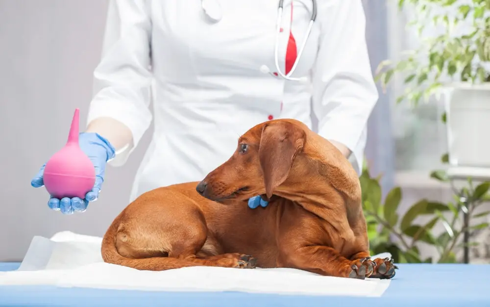 What to Expect After a Dog Enema