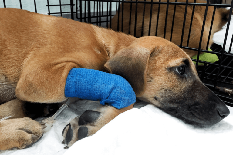 How to Clean Your Dog's Bum After Diarrhea Safely & Effectively