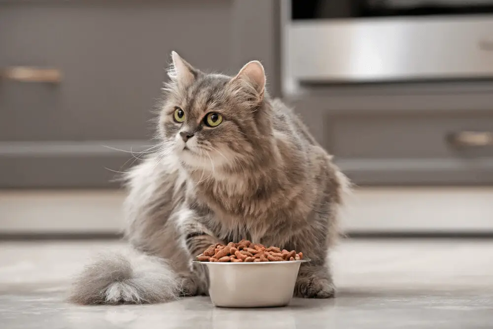 The Best Dry Cat Foods for Picky Eaters