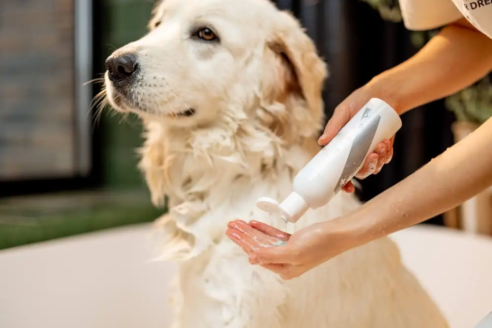 Best Dog Shampoos for Great Pyrenees