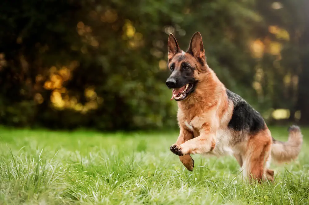 The Best Joint Supplements for German Shepherds