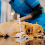 how much does it cost to sedate a dog