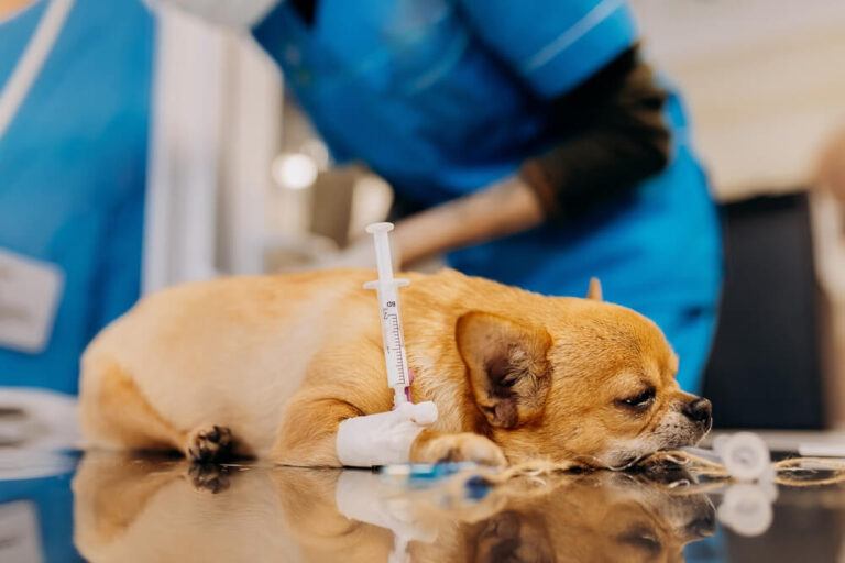 How Much Does It Cost to Sedate a Dog