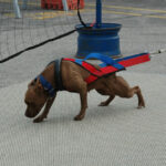 weight pulling equipment for dogs