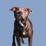 senior-pitbull-eating-joint-support-dog-food.jpg