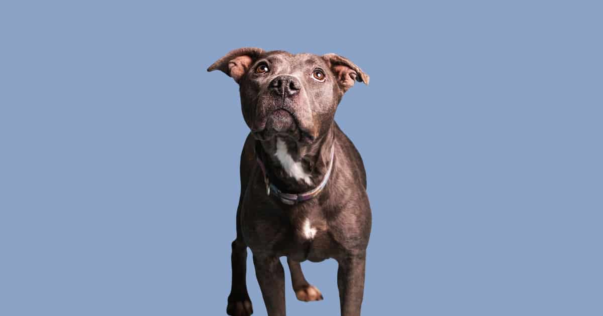 senior-pitbull-eating-joint-support-dog-food.jpg